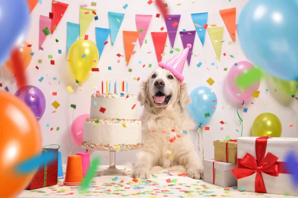 Un cane ha una festa di compleanno