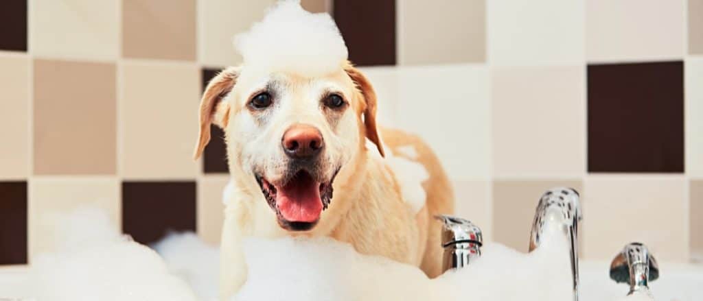 Una cosa che puoi fare per aiutare un cane che soffre di allergie legate al gatto è tenerlo regolarmente lavato con uno shampoo medicato.
