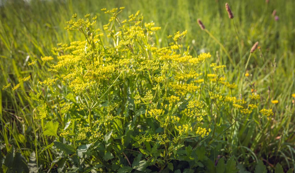 Fioritura di pastinaca selvatica