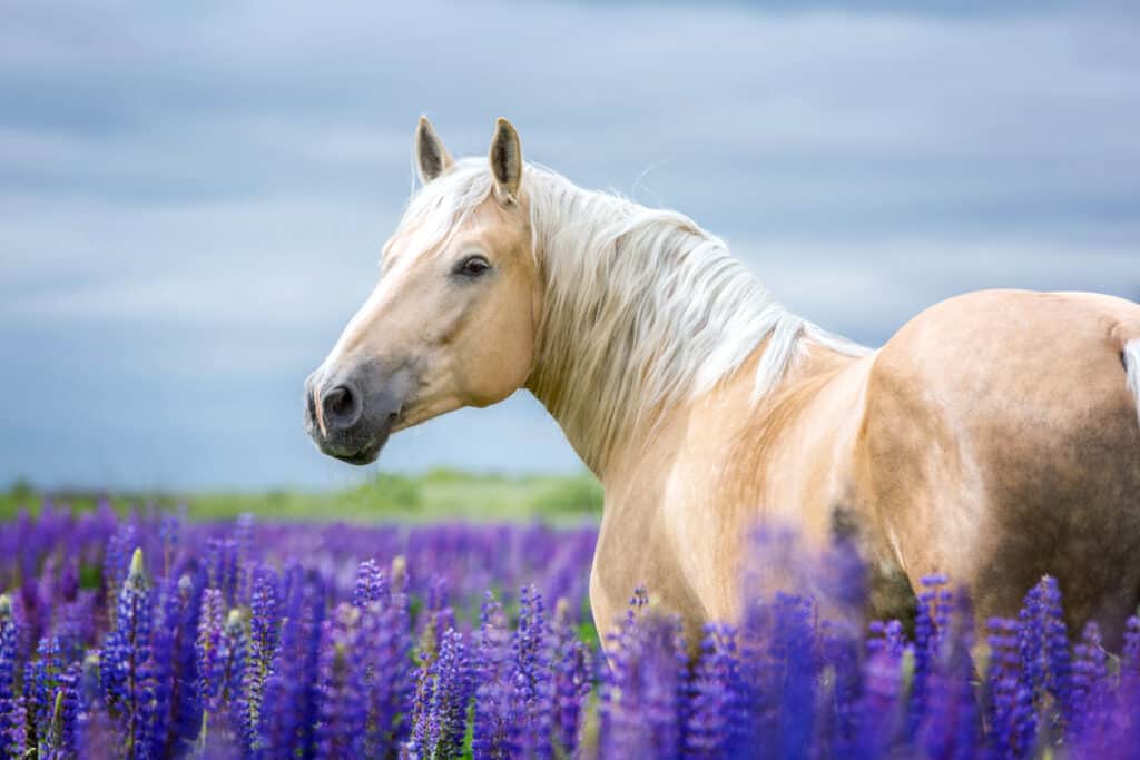 cavallo palomino