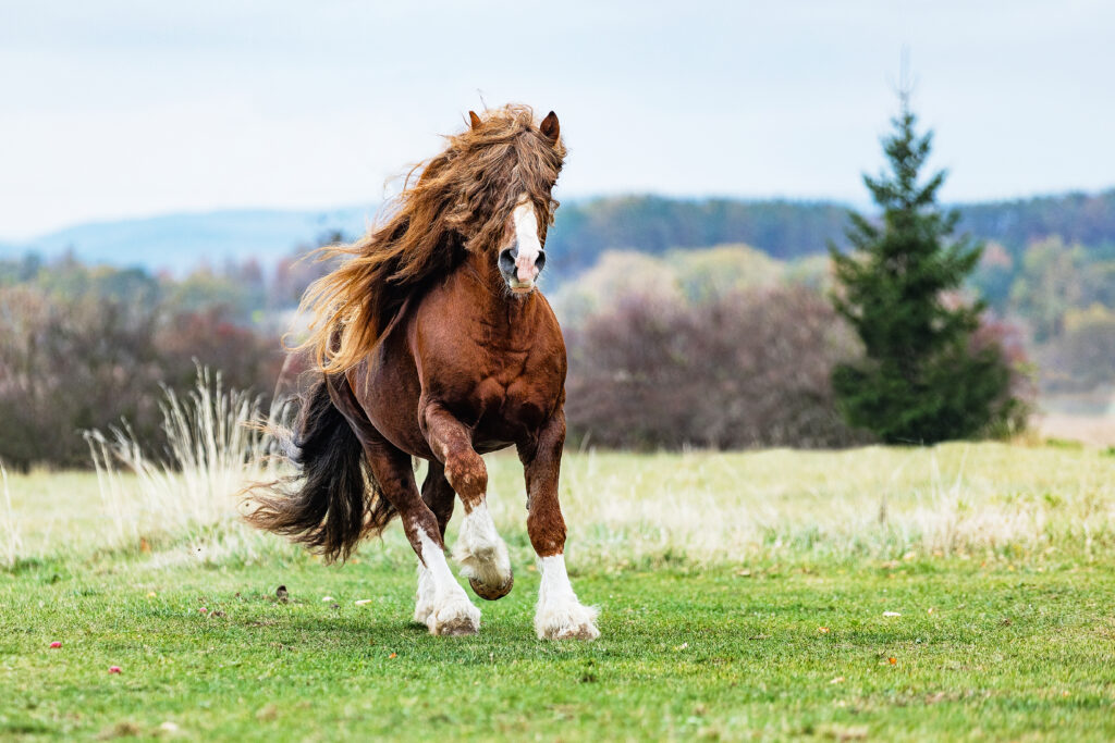 Cavallo Percherone