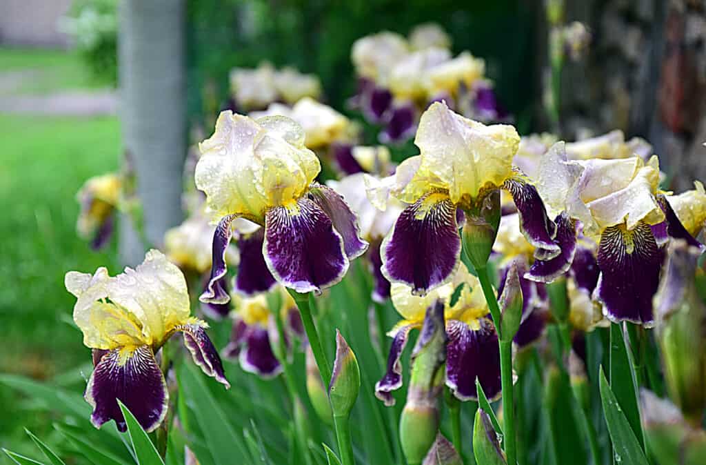 Fiori di iris giallo e viola che crescono in un giardino