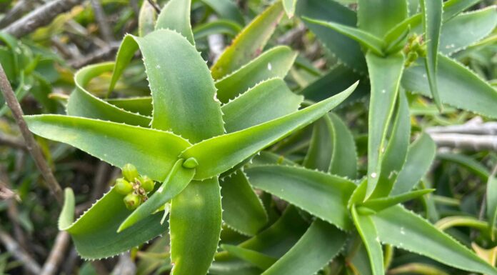 Aloe rampicante contro Aloe Vera

