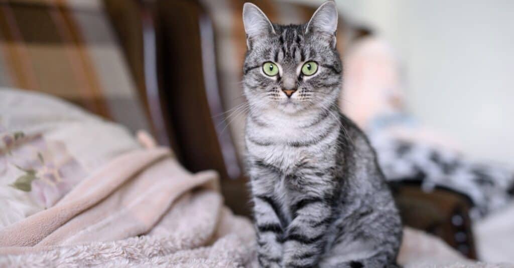I gatti più pesanti e più grassi - Domestic Shorthair