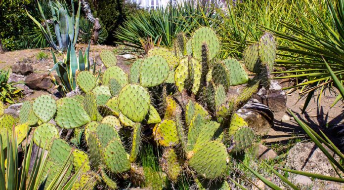 Euforbia contro cactus
