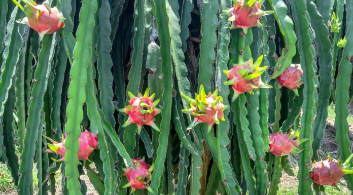 Cactus a coda di cane contro il frutto del drago
