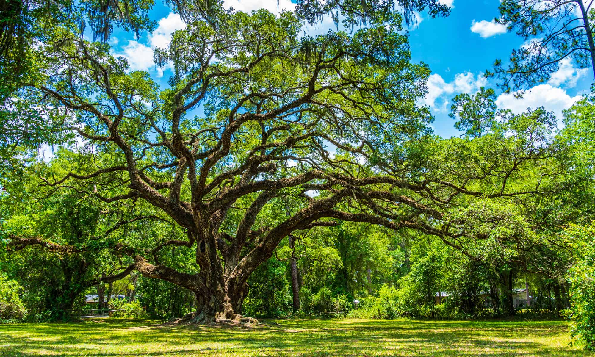 Live Oak vs Water Oak: qual è la differenza?