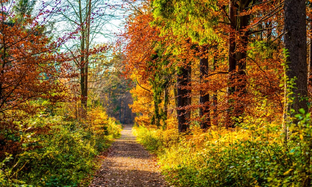 Foresta, autunno, sentiero, multicolore, colore foglia d'autunno
