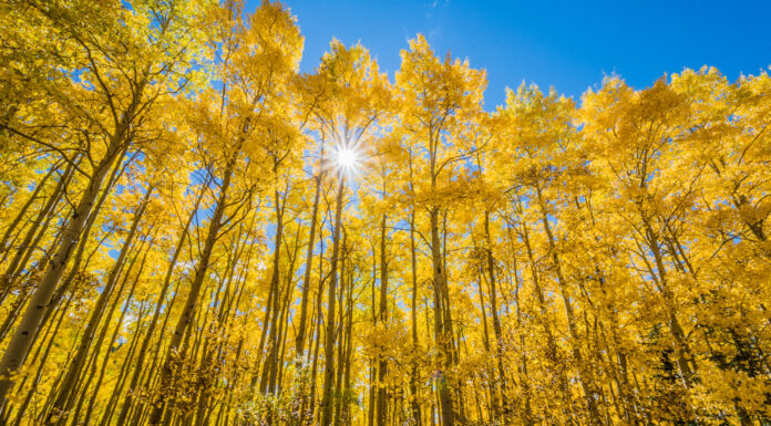 I 6 migliori spot per sbirciare le foglie nel New Mexico: date di punta, migliori percorsi di guida e altro
