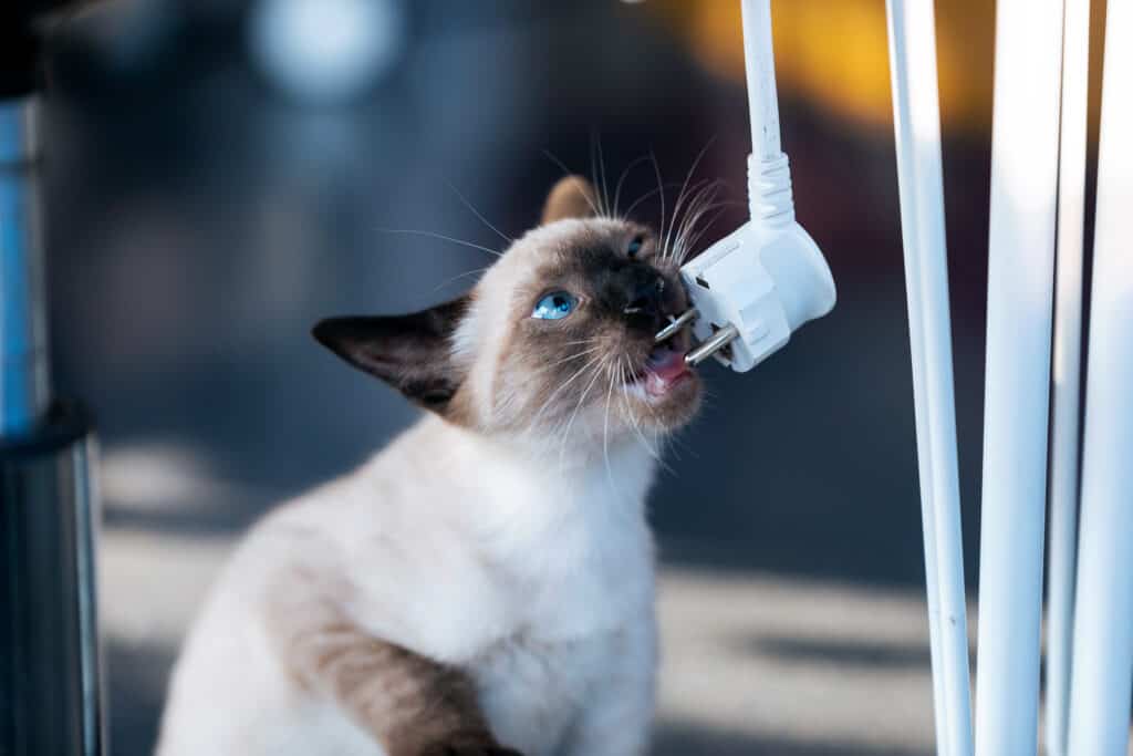Un gattino siamese gioca con il cavo del computer portatile nel soggiorno di casa.