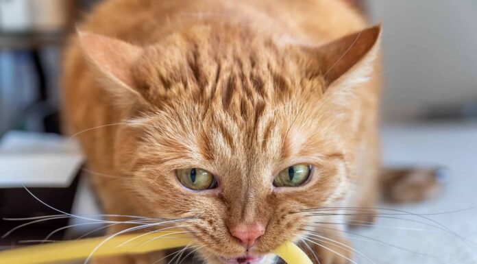 Otto modi per convincere i gatti a smettere di masticare le corde

