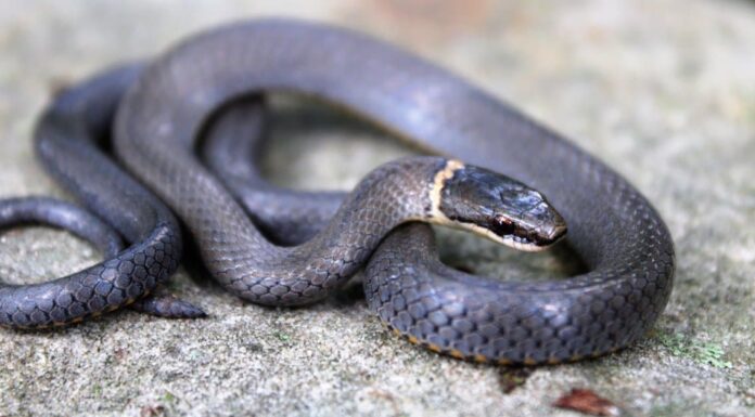 A Timber Rattlesnake striking prey