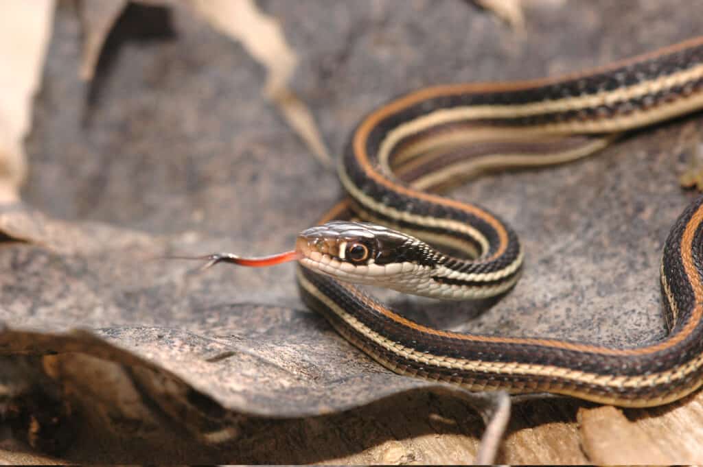 Thamnophis il prossimo dopo