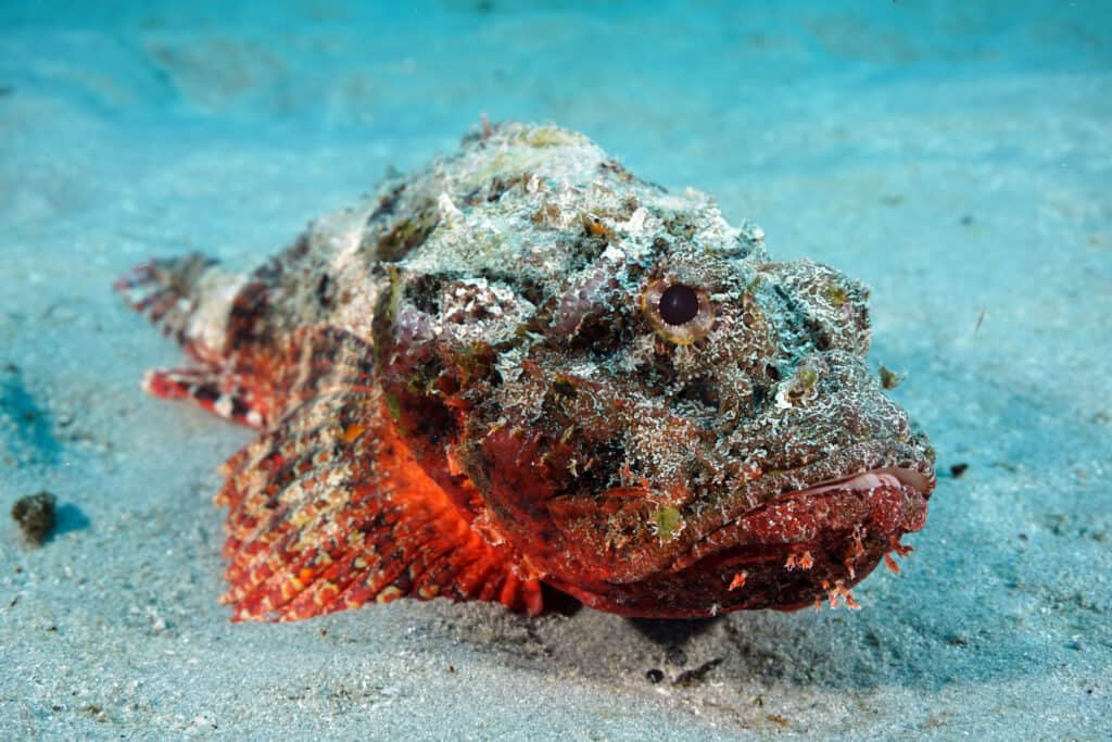 I pesci pietra fanno parte degli Scorpaeniformes, un ordine che comprende membri come lumpsuckers, lionfish e sculpins.