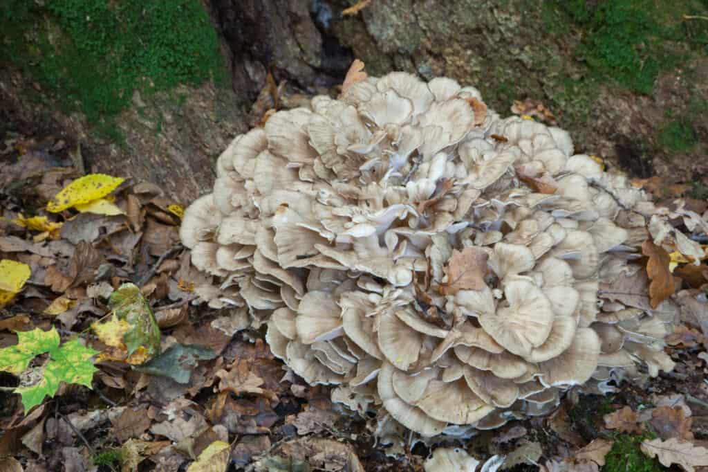 gallina dei boschi fungo grande