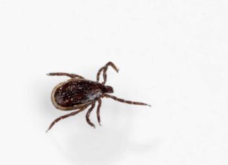  Le zecche sono aracnidi o insetti?  Come le zecche differiscono dai ragni
