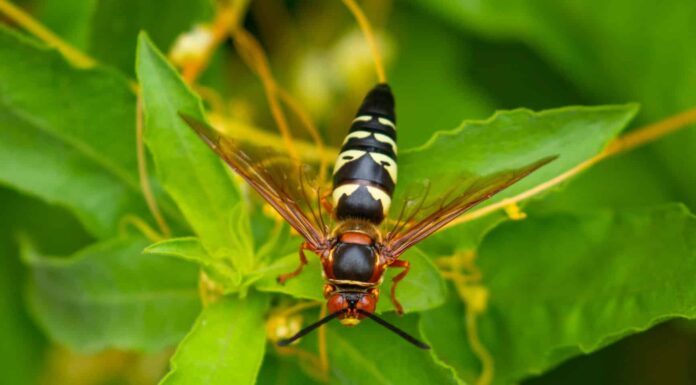 12 piante che tengono lontane le vespe
