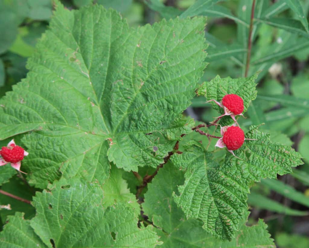 Frutti di bosco