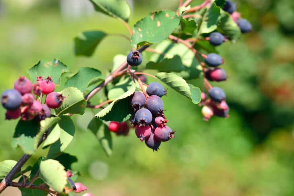 Frutti di bosco