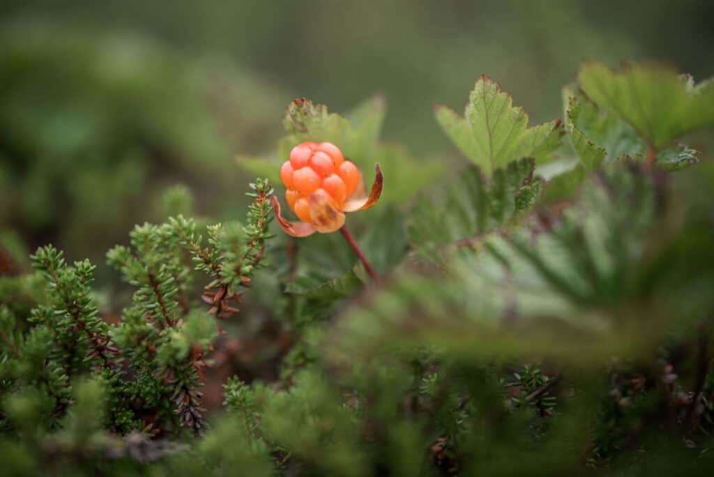 Frutti di bosco