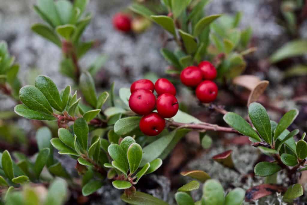 Frutti di bosco