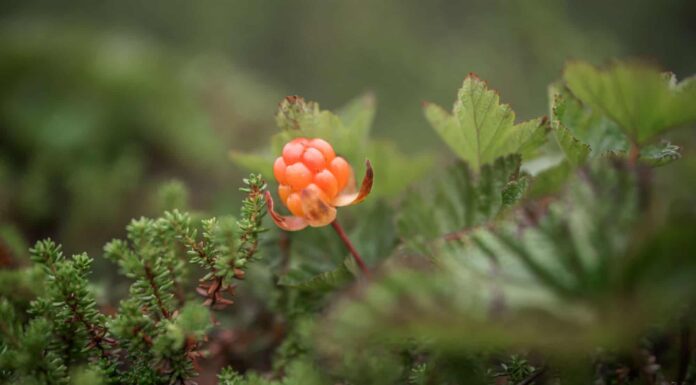 Wild Berries