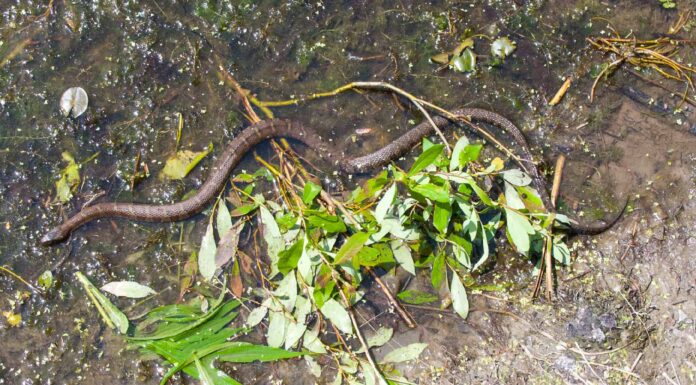 I laghi più infestati dai serpenti di New York
