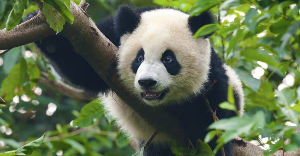 orso panda che si arrampica sull'albero