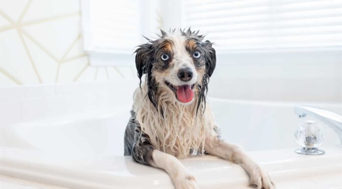 A blue-eyed miniature Australian shepherd in a white bathtub