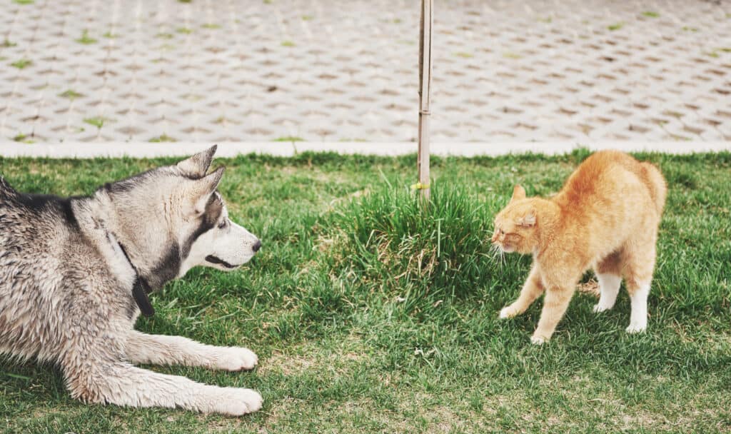 gatto contro cane