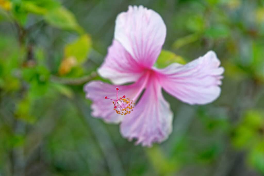 Fiore rosa Maga - Thespesia grandiflora