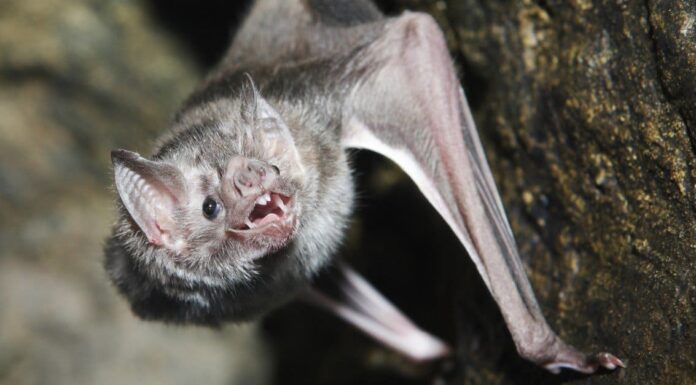 Questo pipistrello succhiasangue è la cosa più inquietante che vedrai ad Halloween
