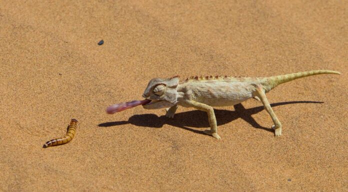 Cacca di camaleonte: tutto ciò che avresti sempre voluto sapere
