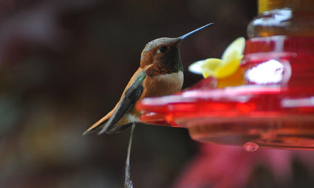 2015, Mangiatoia per uccelli, Composizione orizzontale, Colibrì, Animale maschio