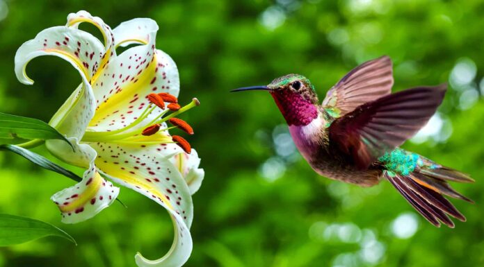 Cacca di colibrì: tutto ciò che avresti sempre voluto sapere
