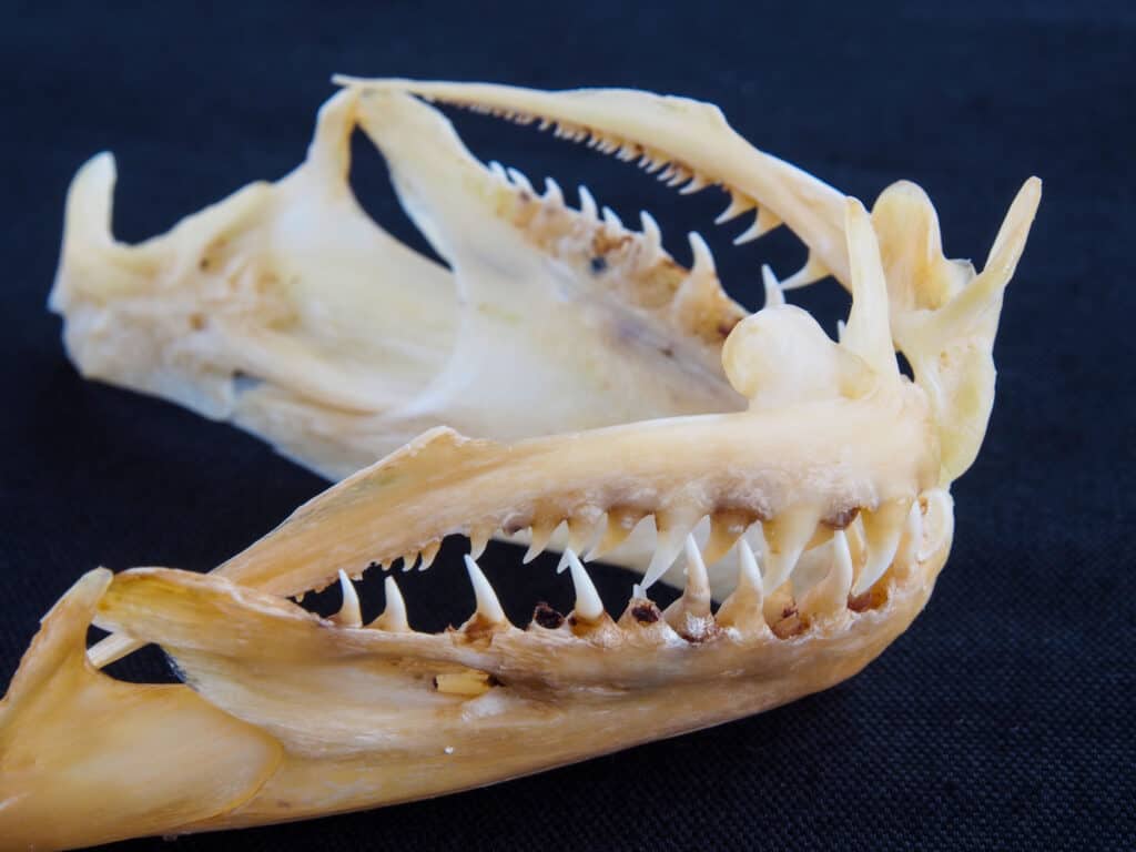 I denti della grande passera