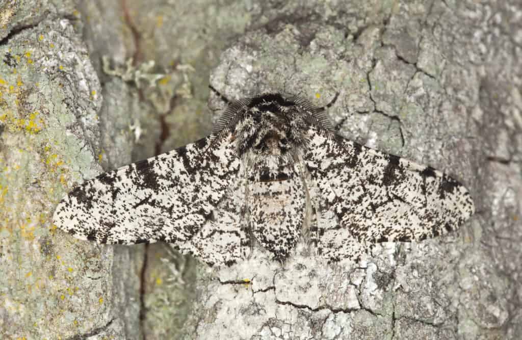 L'habitat della falena pepata è solitamente costituito da corteccia d'albero che rende il loro mimetismo perfetto per la protezione.