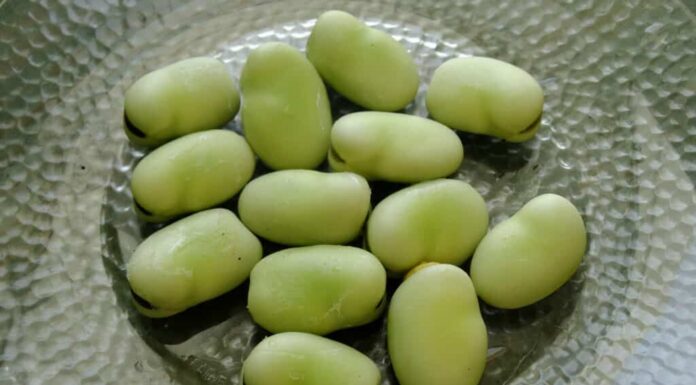 Fresh Lima Beans
