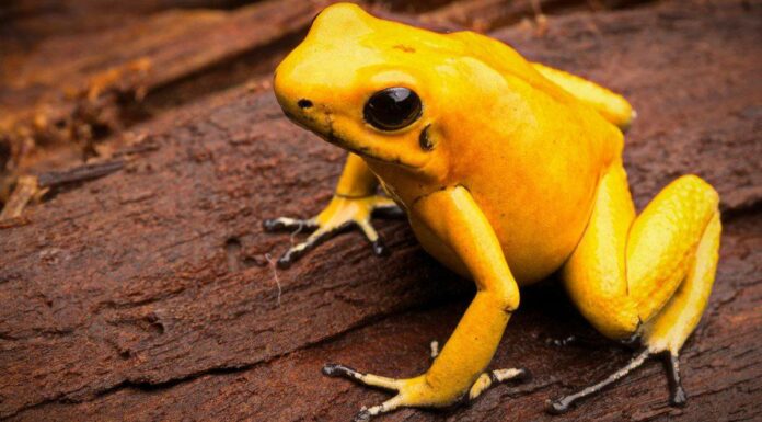 Guarda questa rana gialla aggrapparsi per cara vita e trascinare un serpente su un recinto
