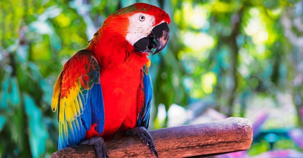 Il pappagallo esotico colorato dell'ara macao si siede su un ramo nella foresta tropicale