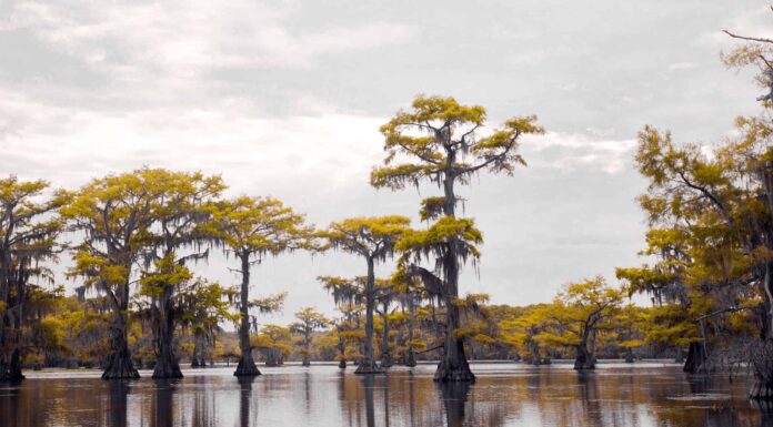 Stagione di caccia alle anatre in Mississippi: date della stagione, limiti di borsa e altro
