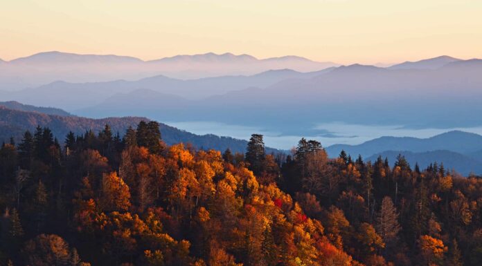 I 5 migliori spot per sbirciare le foglie nel Tennessee: date di punta, migliori percorsi di guida e altro
