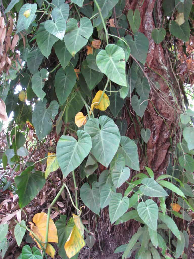 Philodendron cordatum che cresce lungo un albero