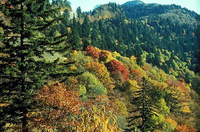 Immagine del baldacchino di alberi decidui vicino a Newfound Gap in autunno.