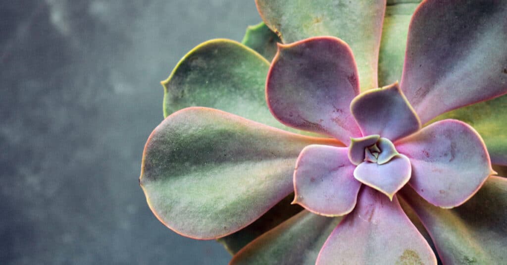 La succulenta Echeveria Perle von Nürnberg ha bisogno di luce per mantenere i suoi colori
