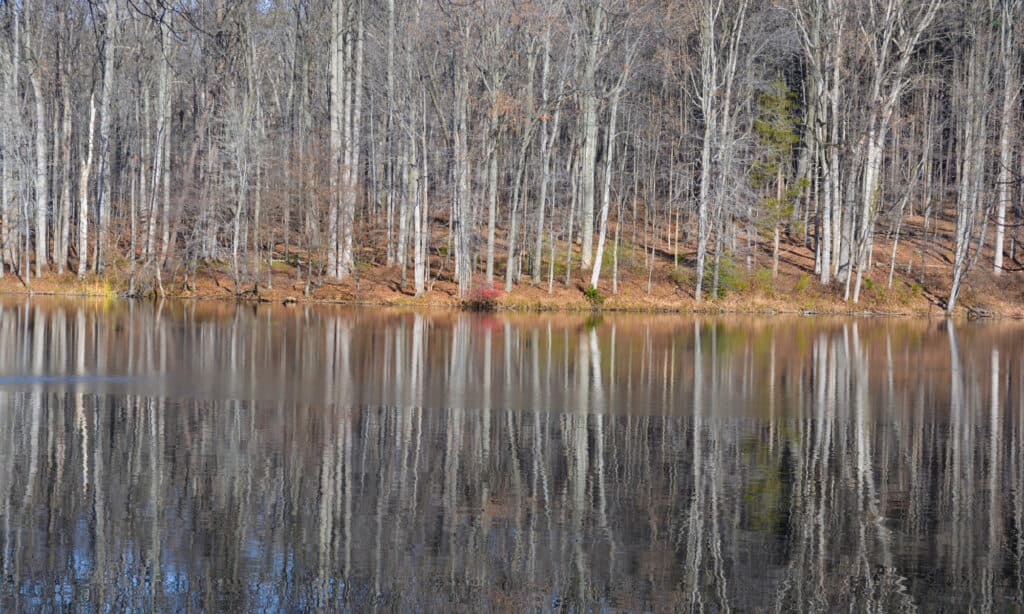 Seneca Creek State Park, Albero spoglio, Composizione orizzontale, Contea di Montgomery - Maryland, Senza persone