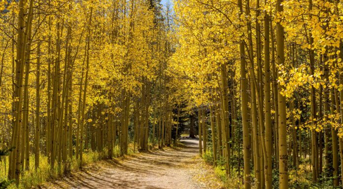 10 luoghi in cui il fogliame autunnale sta raggiungendo il picco in Colorado
