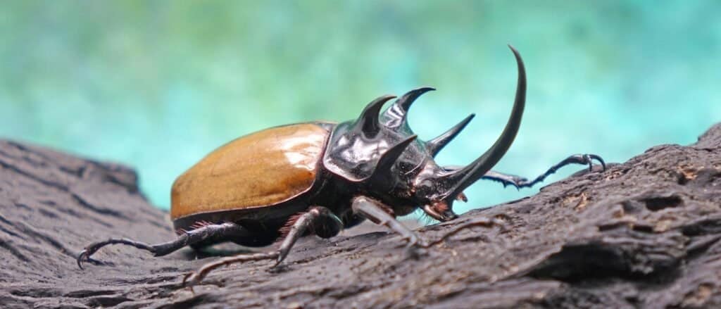Lo scarabeo rinoceronte a cinque corna