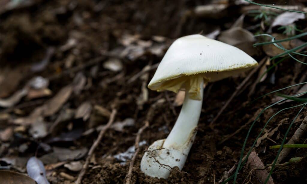 Tipi di funghi velenosi