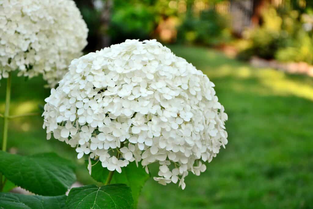 Close-up di bianco Annabelle hydrangea fiori in un giardino.